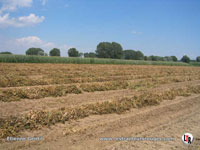 Andain  de haricots 