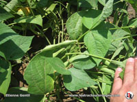 Haricots blancs en végétation